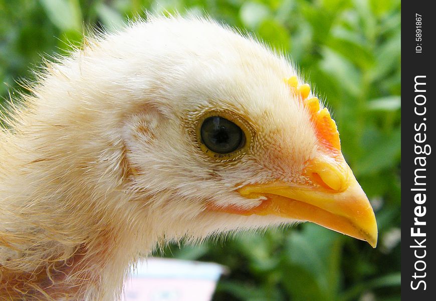 Close up of a white chicken