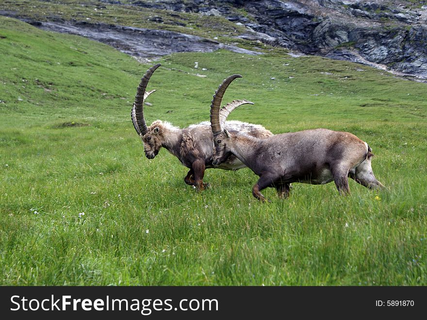 Two ibexes caught on the Grossglockner, Austria. Two ibexes caught on the Grossglockner, Austria