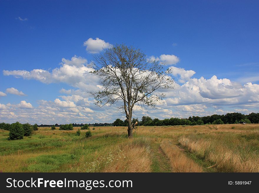 Lonely dead tree in the field.