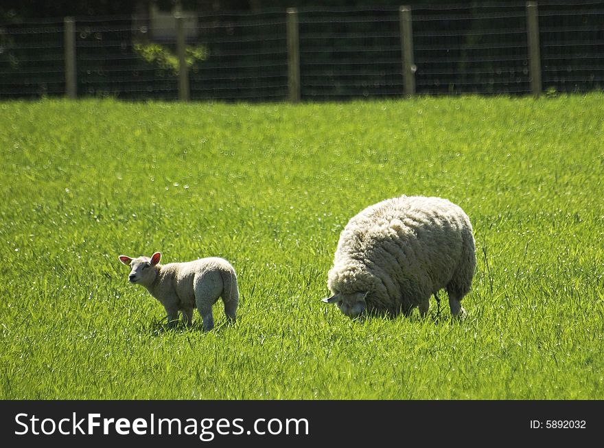 Sheep with its lamb grazing in green grass