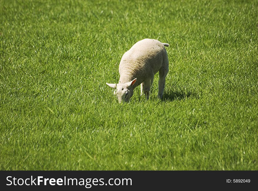 Young lamb grazing in green grass in Spring