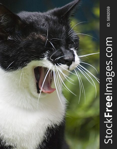 Yawning black and white cat