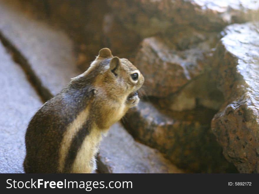 Squirrel wants a food, Seven falls, Colorado Springs, USA. Squirrel wants a food, Seven falls, Colorado Springs, USA