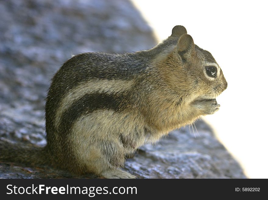 Squirrel wants a food, Seven falls, Colorado Springs, USA. Squirrel wants a food, Seven falls, Colorado Springs, USA