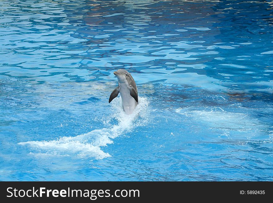 Dolphin swimming backwards in a clear blue pool