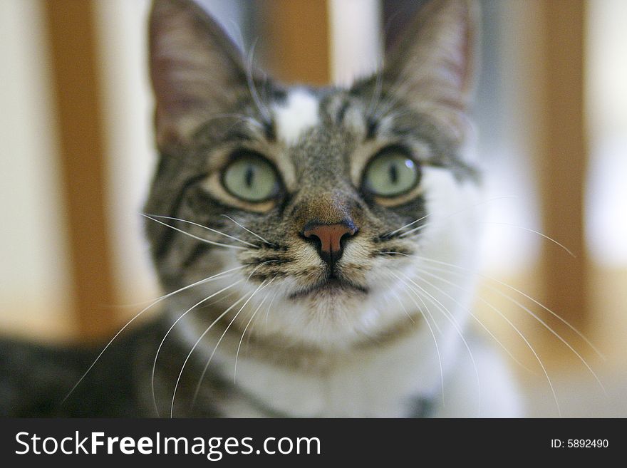 Beautiful American household white gray cat. Beautiful American household white gray cat