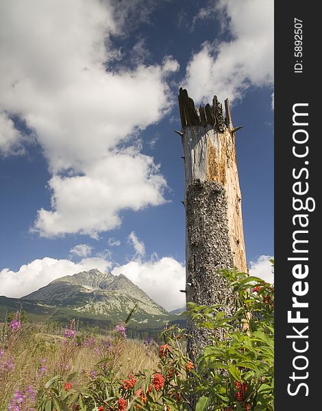 Broken tree and high mountain. Broken tree and high mountain