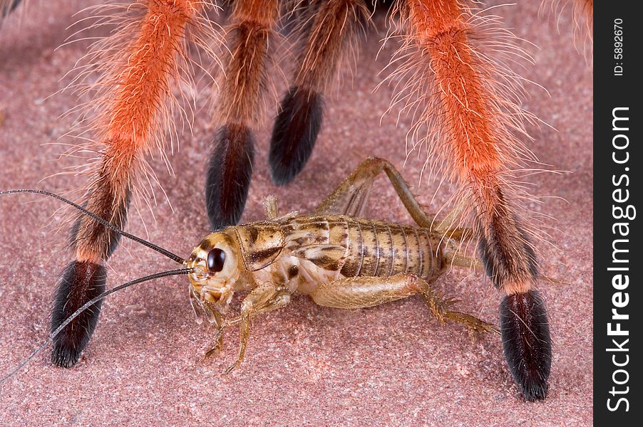 A cricket doesn't realize the danger it is in as it crawls under the feet of a tarantula. A cricket doesn't realize the danger it is in as it crawls under the feet of a tarantula.