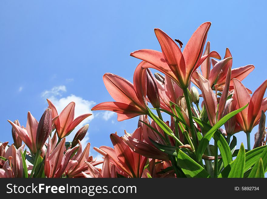 Many pink lily, buds, bush