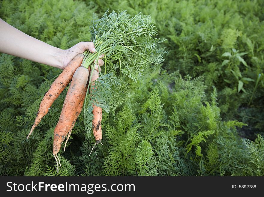 Fresh carrots picked on field in the summertime