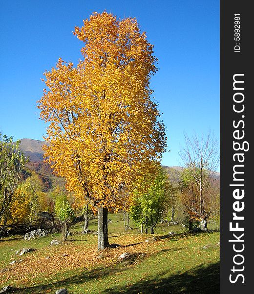 Beautiful coloured isolated tree in western Carpathians. Beautiful coloured isolated tree in western Carpathians