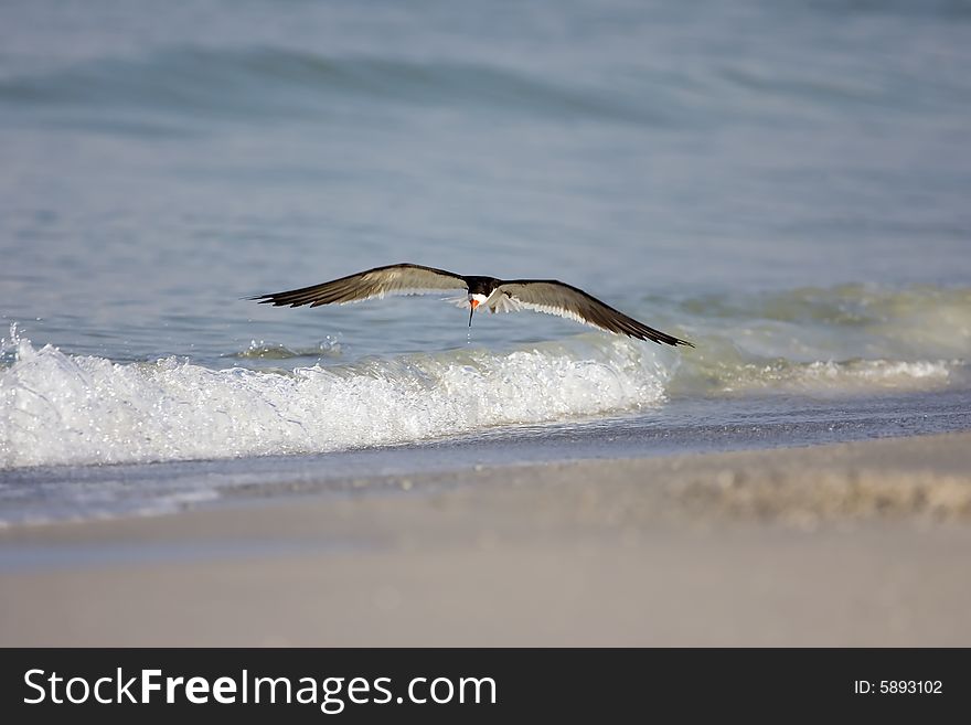 Black Skimmer skimming the surf