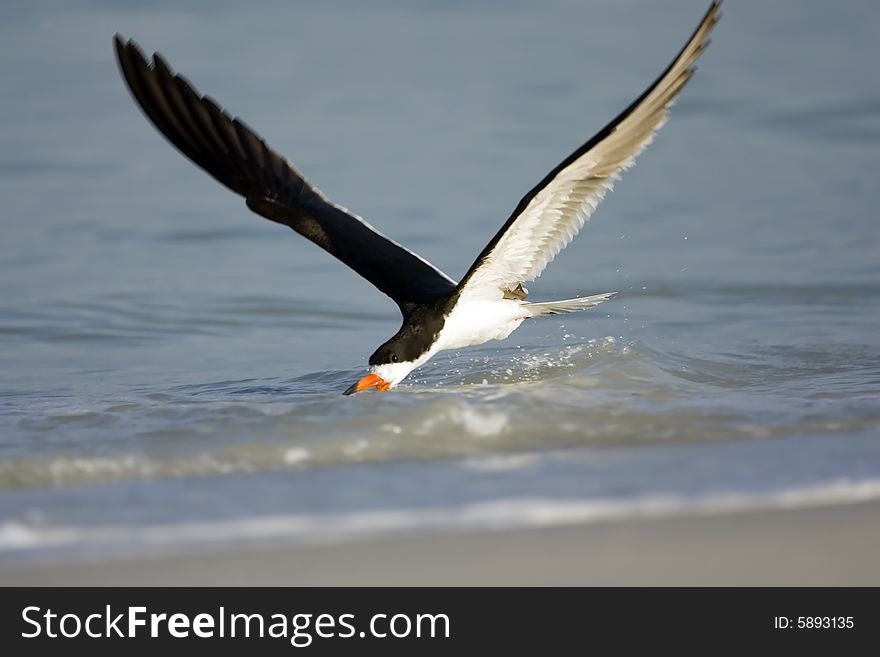 Black Skimmer working the surf