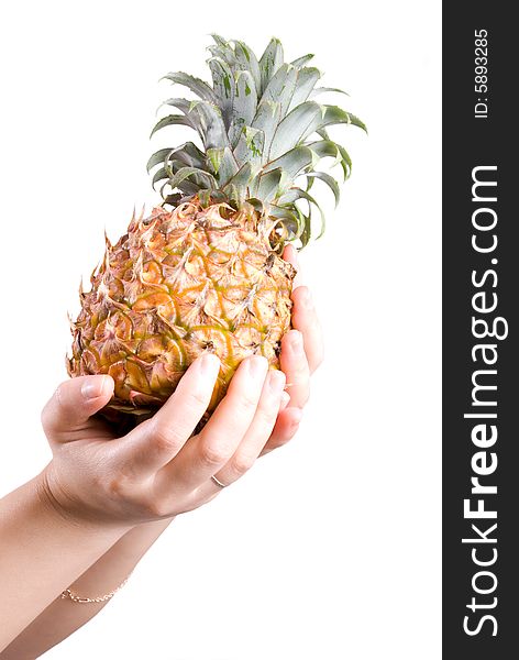 Two female hands hold a yellow ripe fresh pineapple in isolated white background