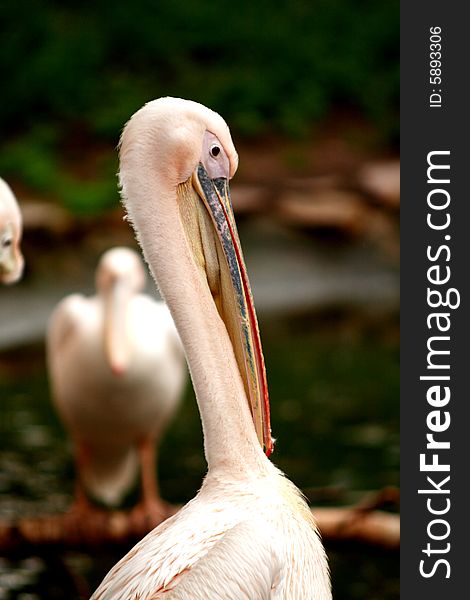 Pelican close up portrait in zoo