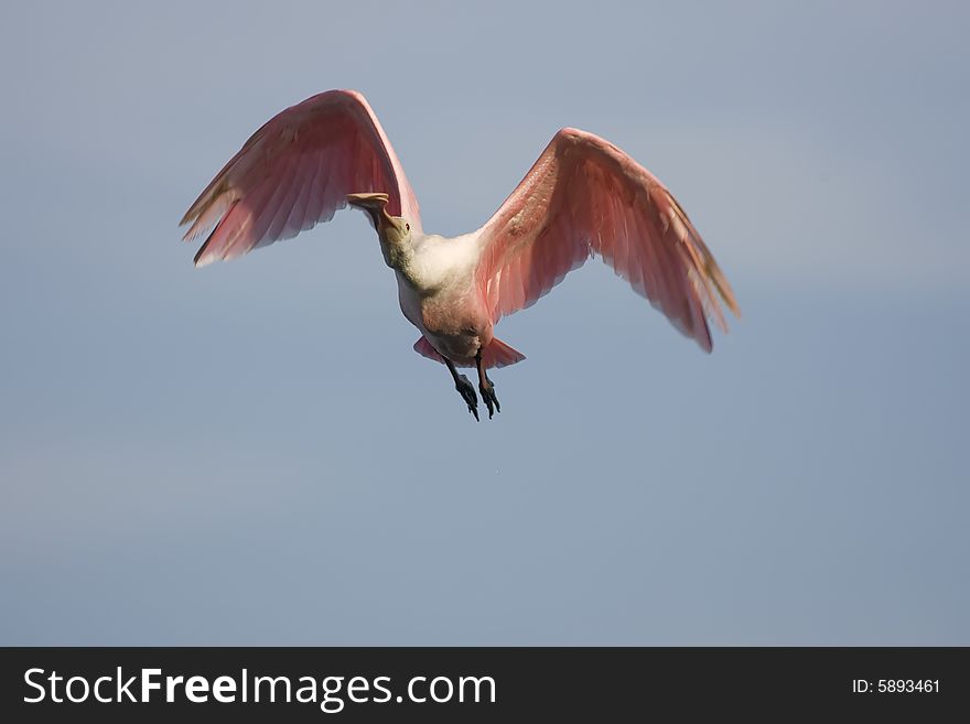 A Roseate Spoonbill in flight overhead. A Roseate Spoonbill in flight overhead