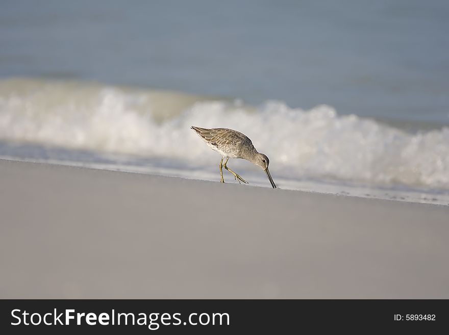 A Short-billed Dowitcher feeding along the surf line
