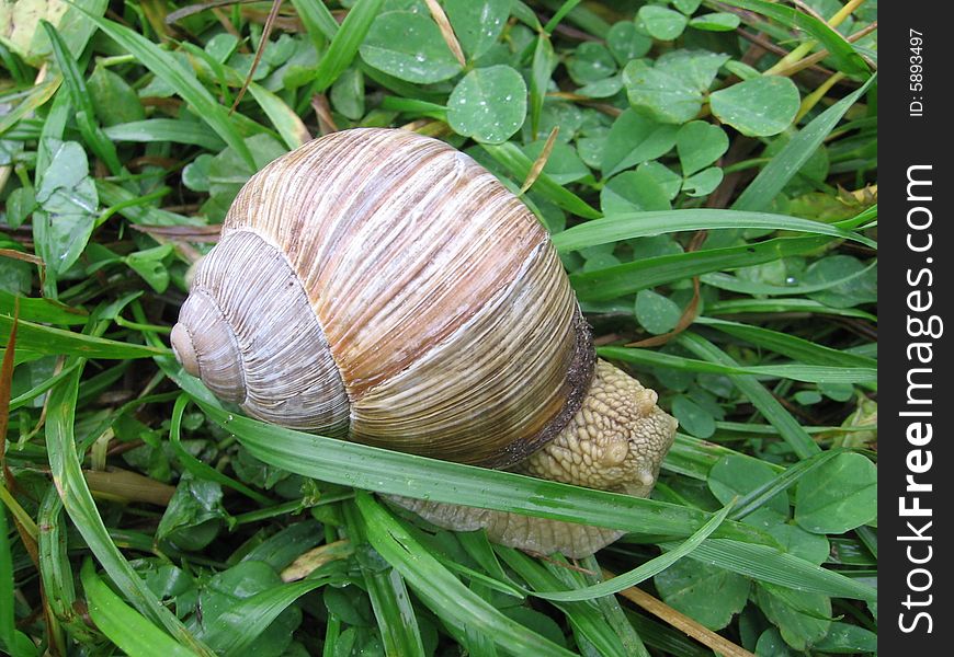 A snail in the wet grass in the garden of an latvian castle. A snail in the wet grass in the garden of an latvian castle