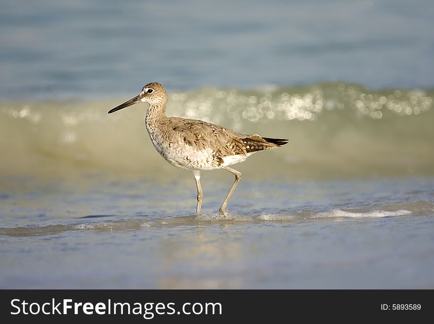 A Willet walking the surf line for food