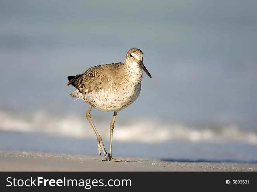 A Willet walking along the surf line hunting for food