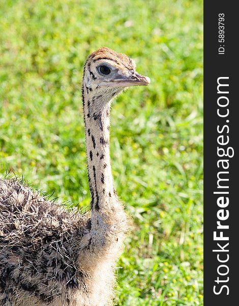 Little ostrich portrait over grass background
