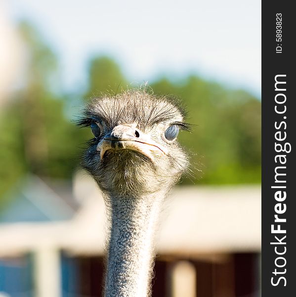 Ostrich portrait with huge blue eyes