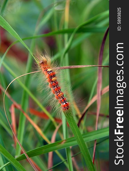 Red hairy caterpillar in green grass