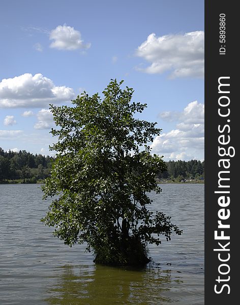 A tree in water after flood