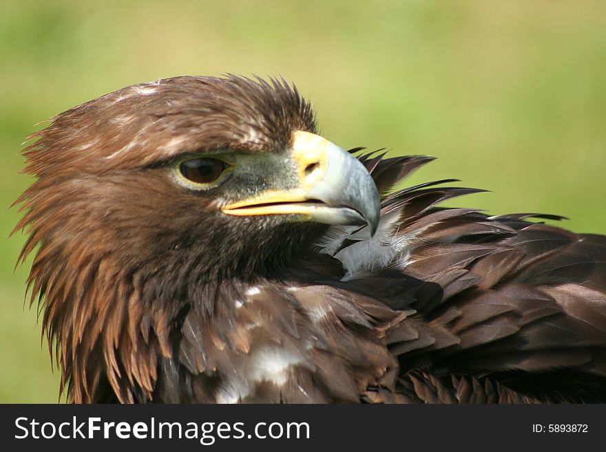 Eagle with Head turned for a side view. Eagle with Head turned for a side view