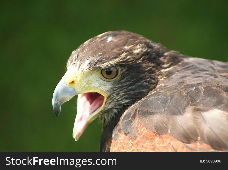 Squawking Eagle at Lake Windemere