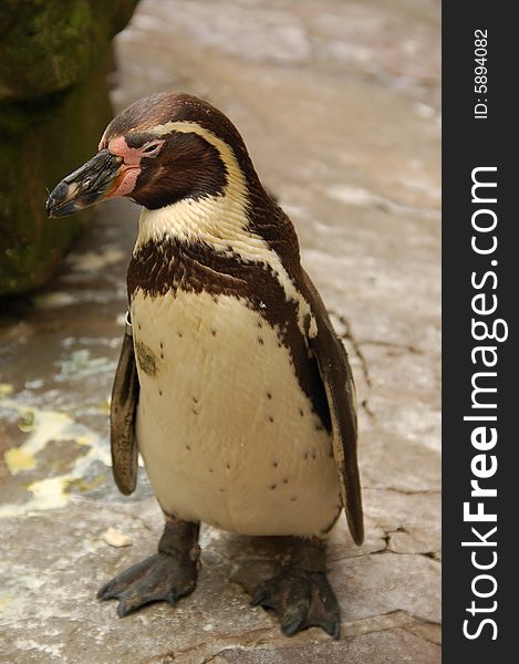 Humboldt penguin shot from eye level