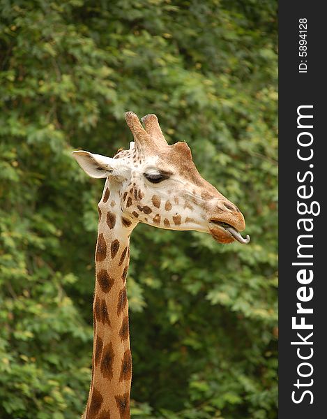 Giraffe profile against green background
