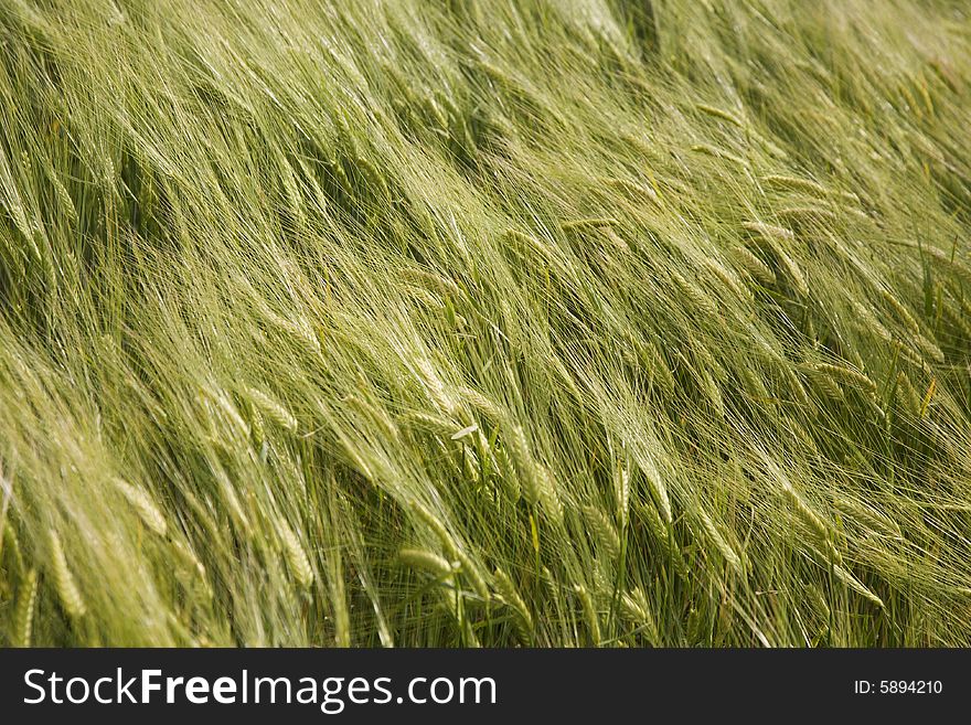 Green field in late spring, stems moving on a windy day