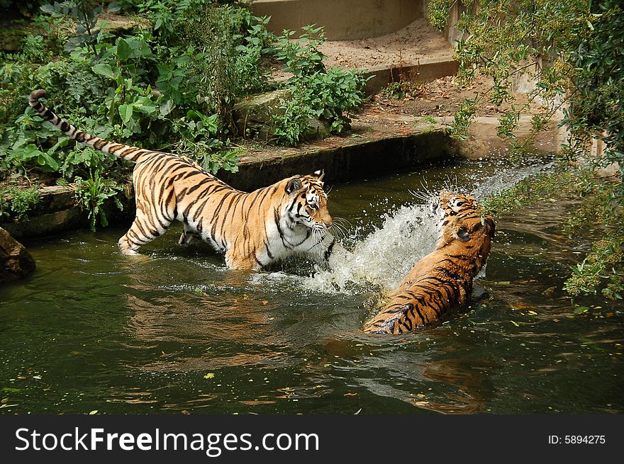 Two tigers playing into the water
