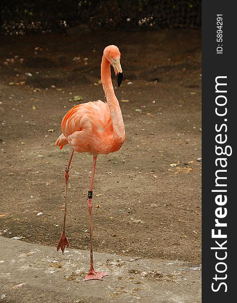 Flamingo standing on two legs