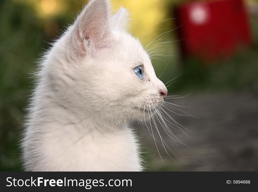 Profile of white kitten with blue eye