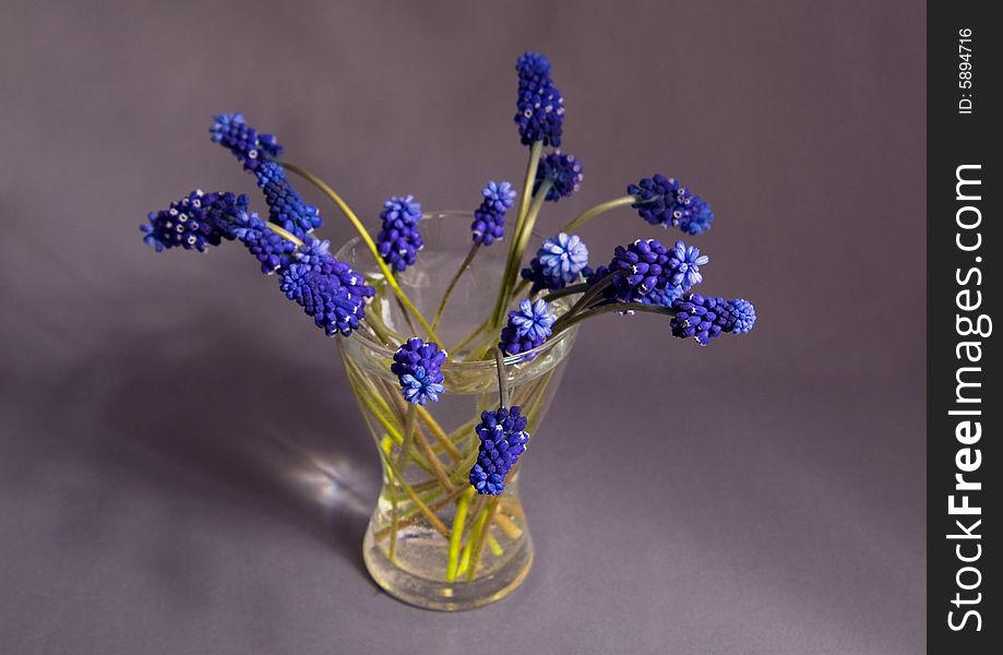 Muscari armeniacum, Dark blue flowers in a transparent vase with water