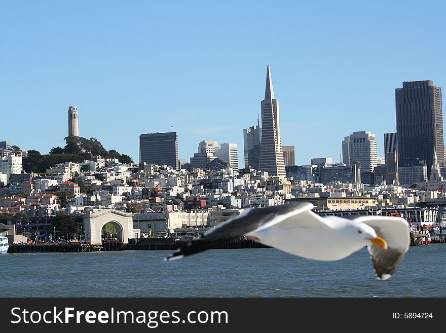 San Francisco Seagull