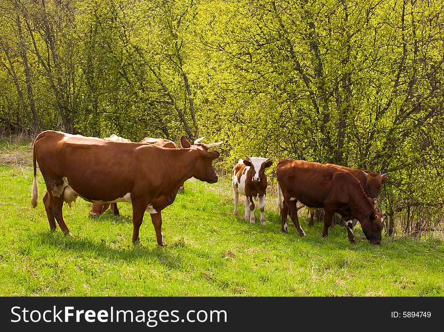 The herd of cows is grazed on a pasture