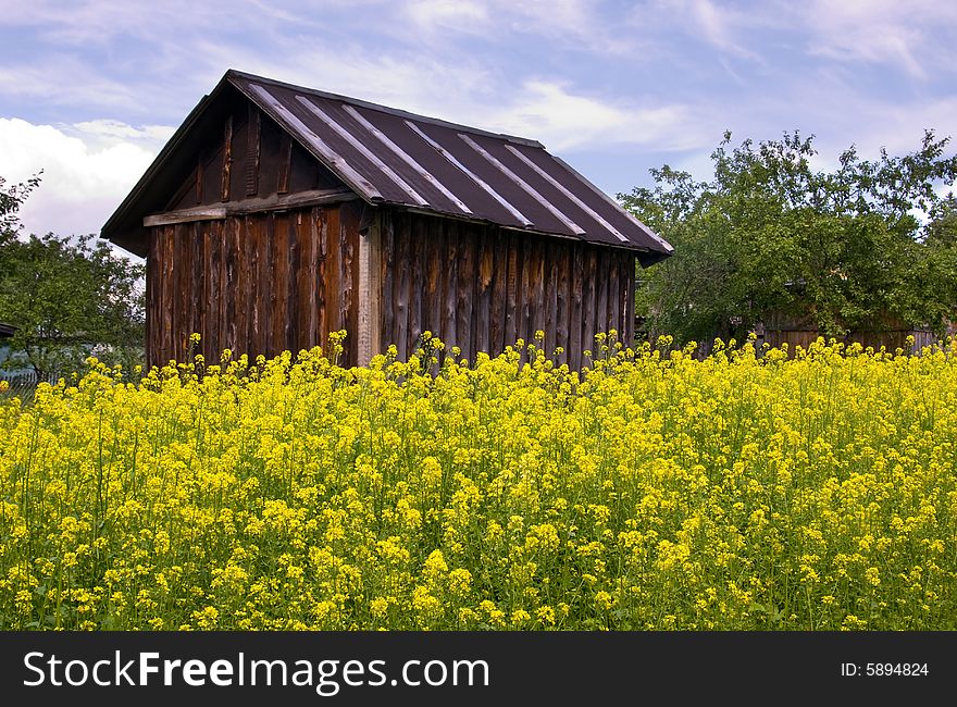 Green grass and Yellow flowers. Green grass and Yellow flowers