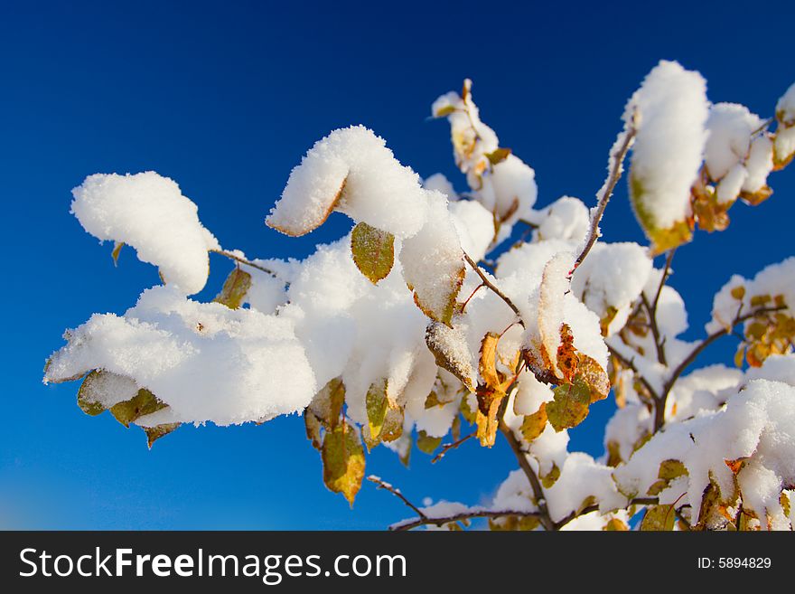 Snow on leaves of a tree under the blue sky