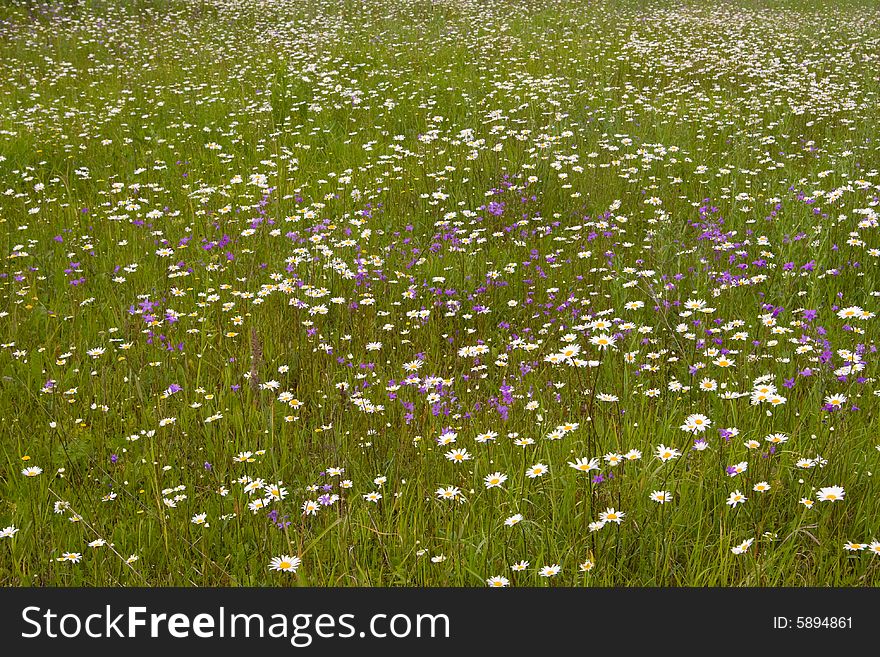 Green grass at field