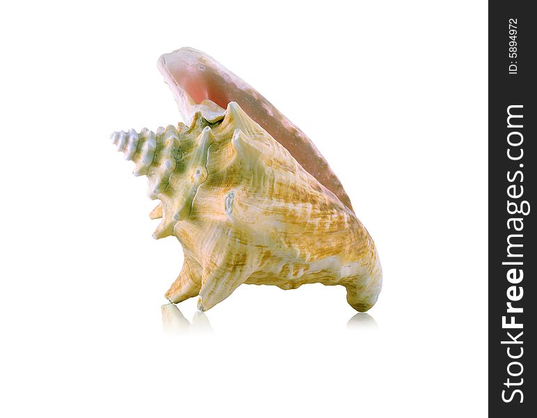 Sea shell with mirrored reflection against white background