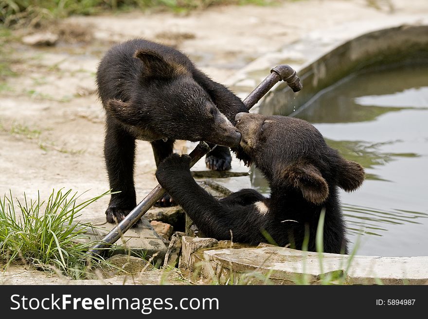 Two baby bears were playing in the pool, 'kissing' each other.
