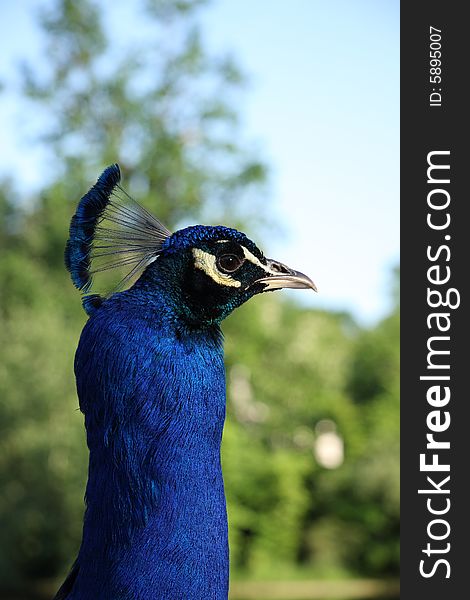 Portrait of male peacock over blured trees. Portrait of male peacock over blured trees