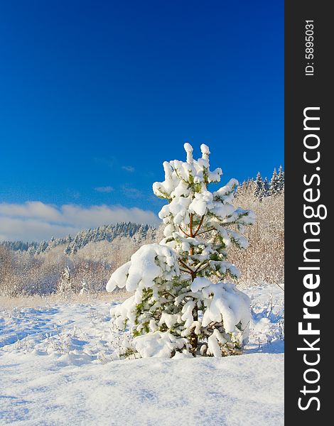 The image with a pine covered with a snow under the blue sky