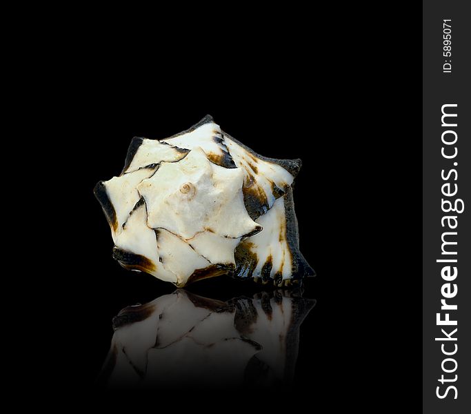 Sea shell with mirrored reflection against black background