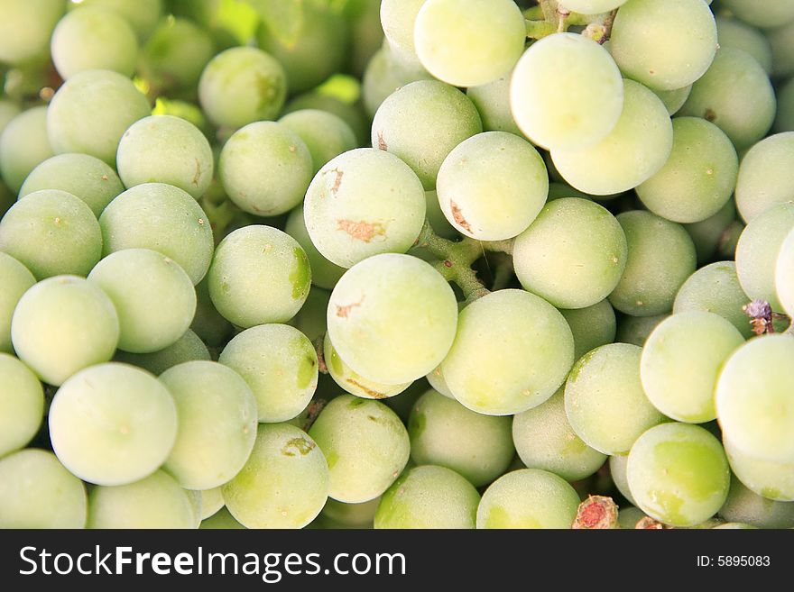 Close-up of a bunch of grapes on grapevine in vineyard.