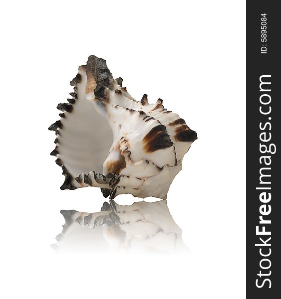 Sea shell with mirrored reflection against white background