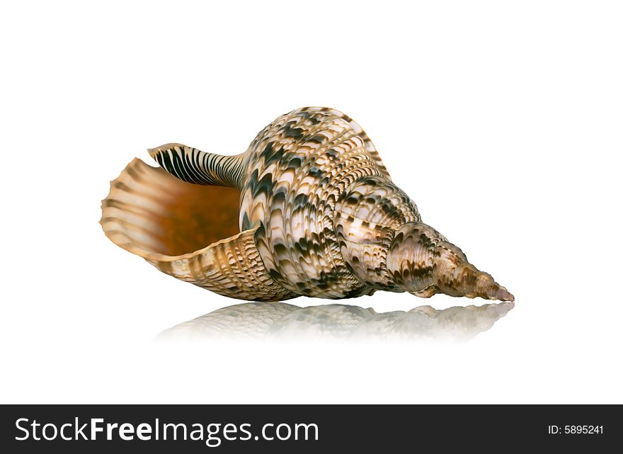Sea shell with mirrored reflection against white background